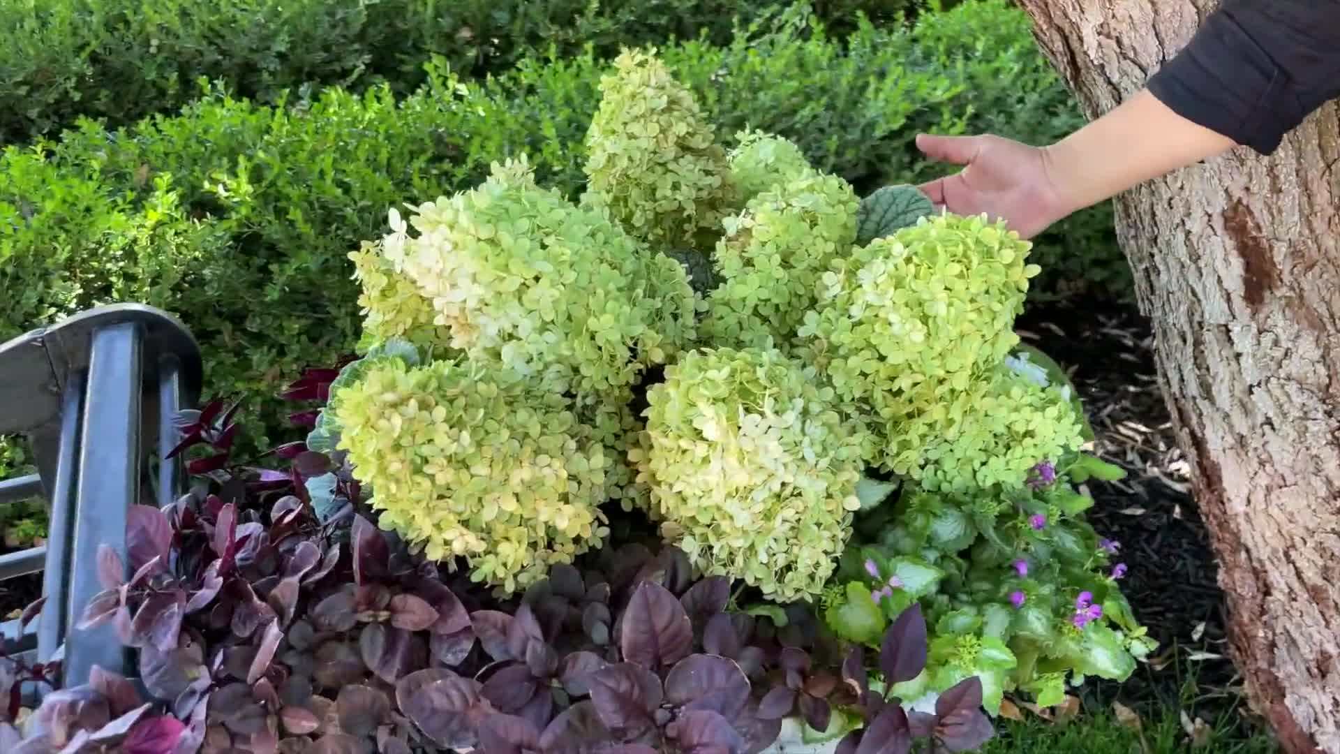 Illustration of planting fall containers with different plants arranged
