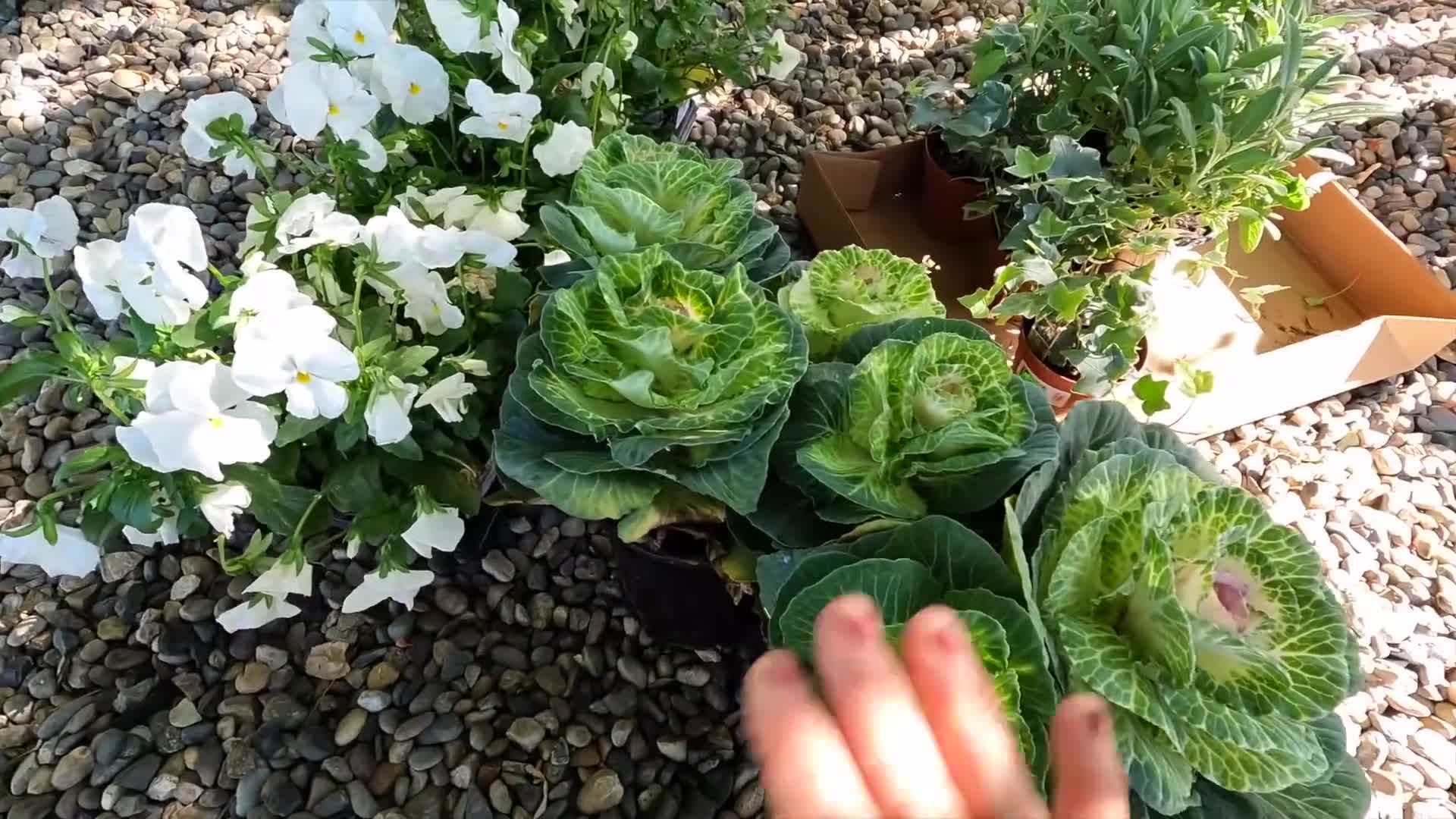 Fall container with Queen of Hearts Brunnera and Mahogany Monster Coral Bells Heuchera
