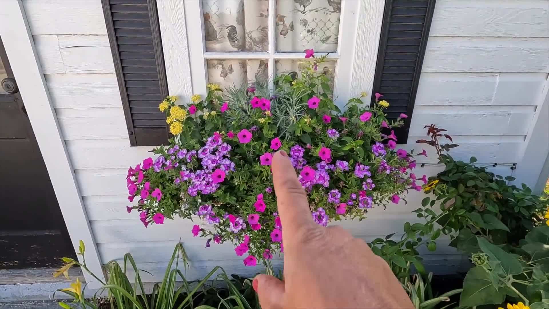 Fall container with mixed plants of different heights and textures