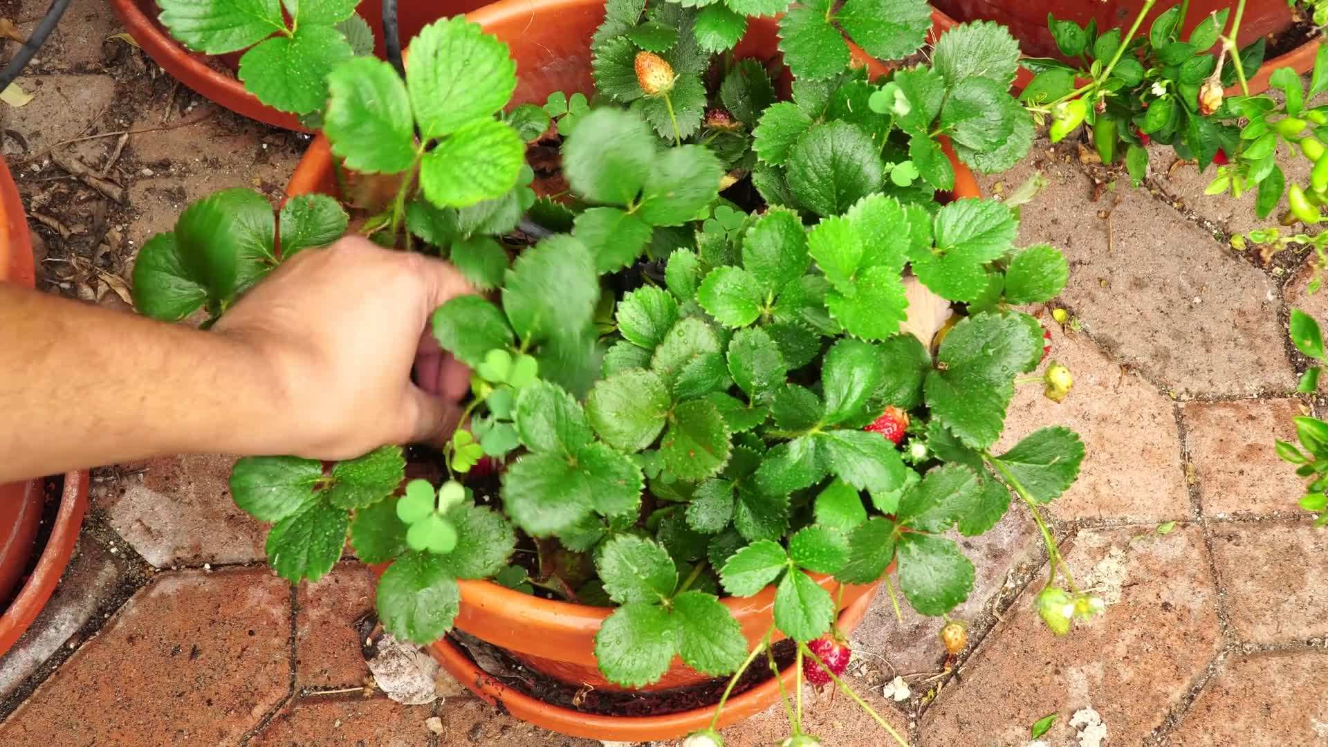 Organic Pest Control Methods