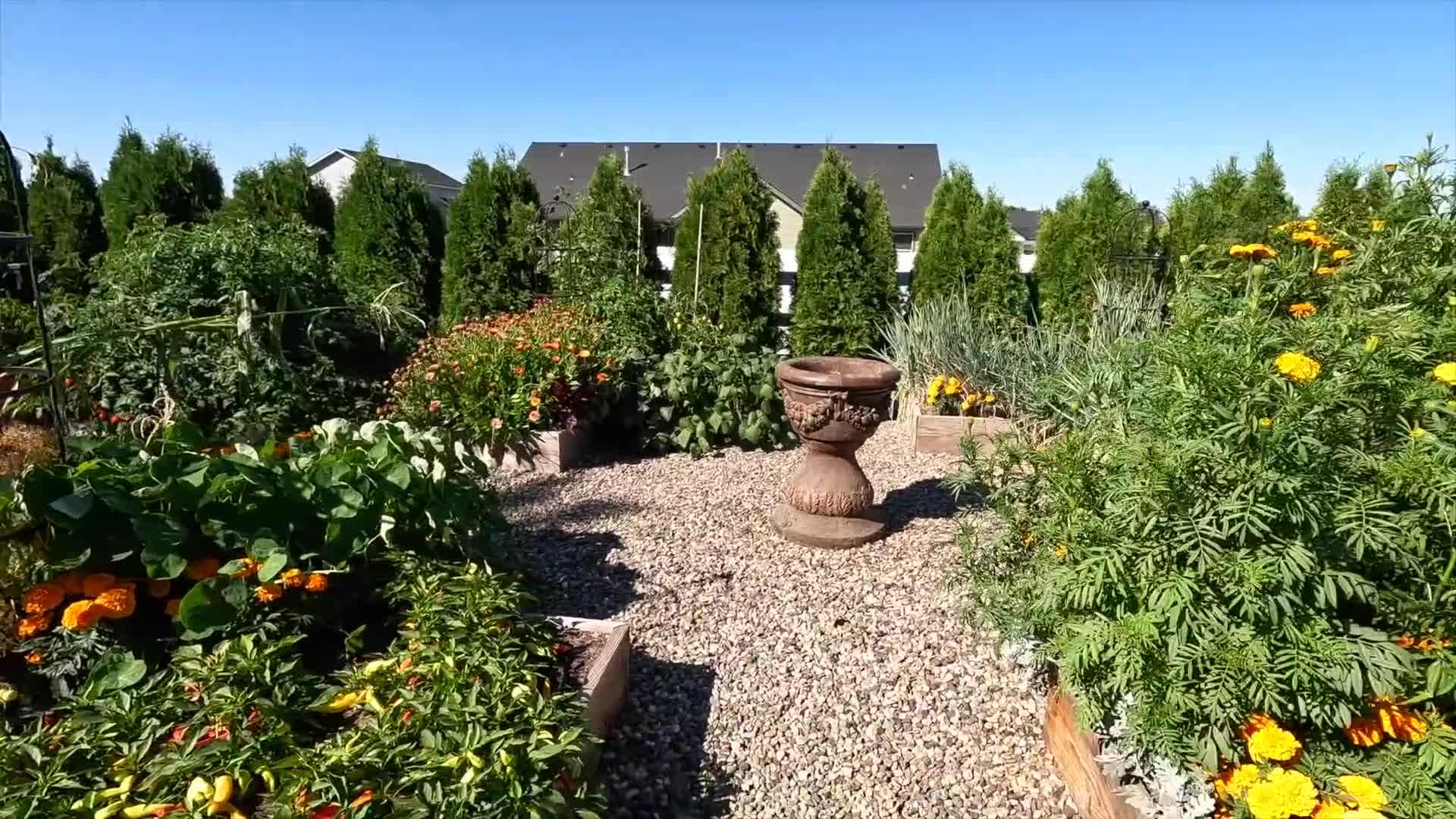 Fall container with Rhythm and Blues Reblooming Bearded Iris