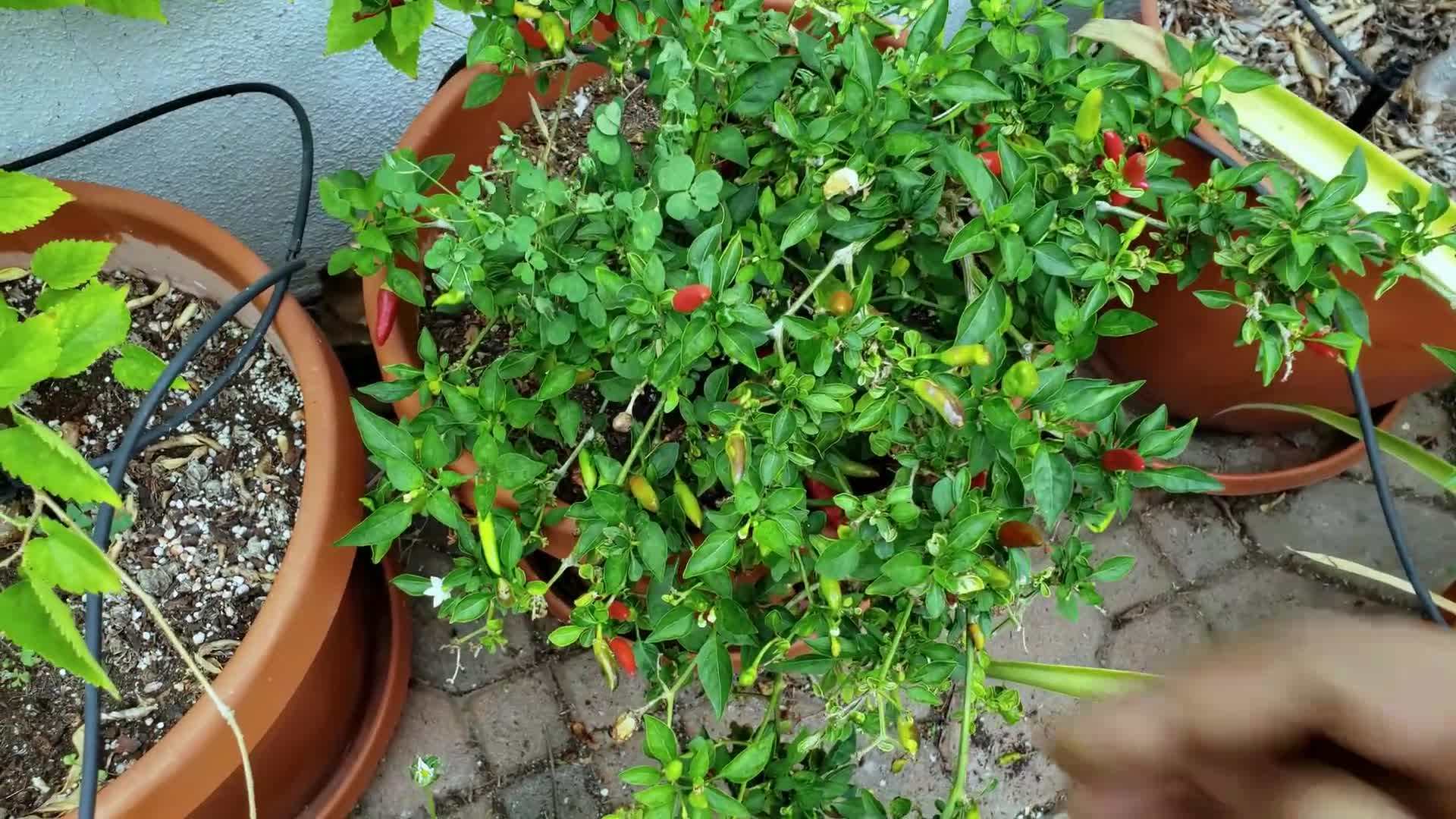 Watering Plants in the Garden