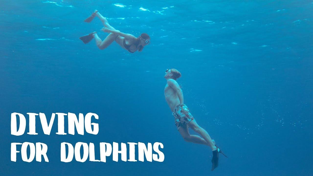 Under and Over Oahu - Hawaii Travel Vlog: Exploring Marine Life and Pearl Harbour from Above