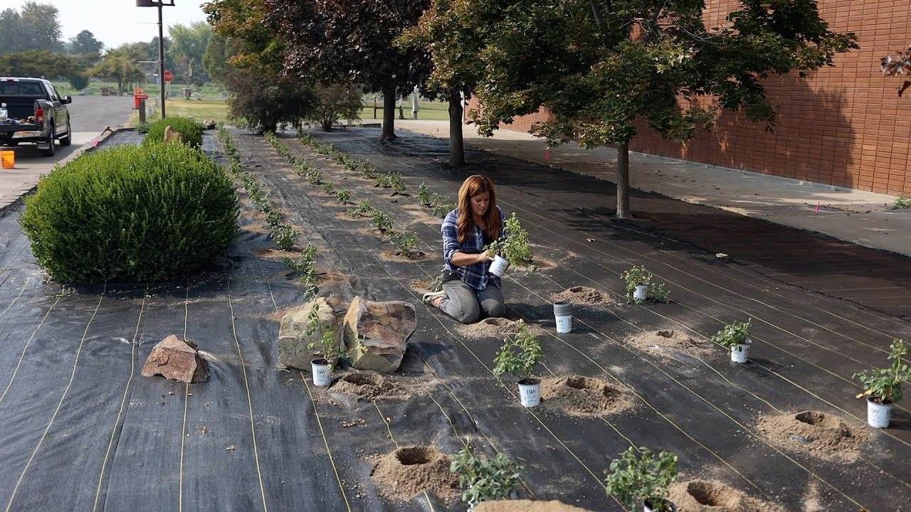 Planting 80 Roses at Our Local Community College: A Blooming Success Story
