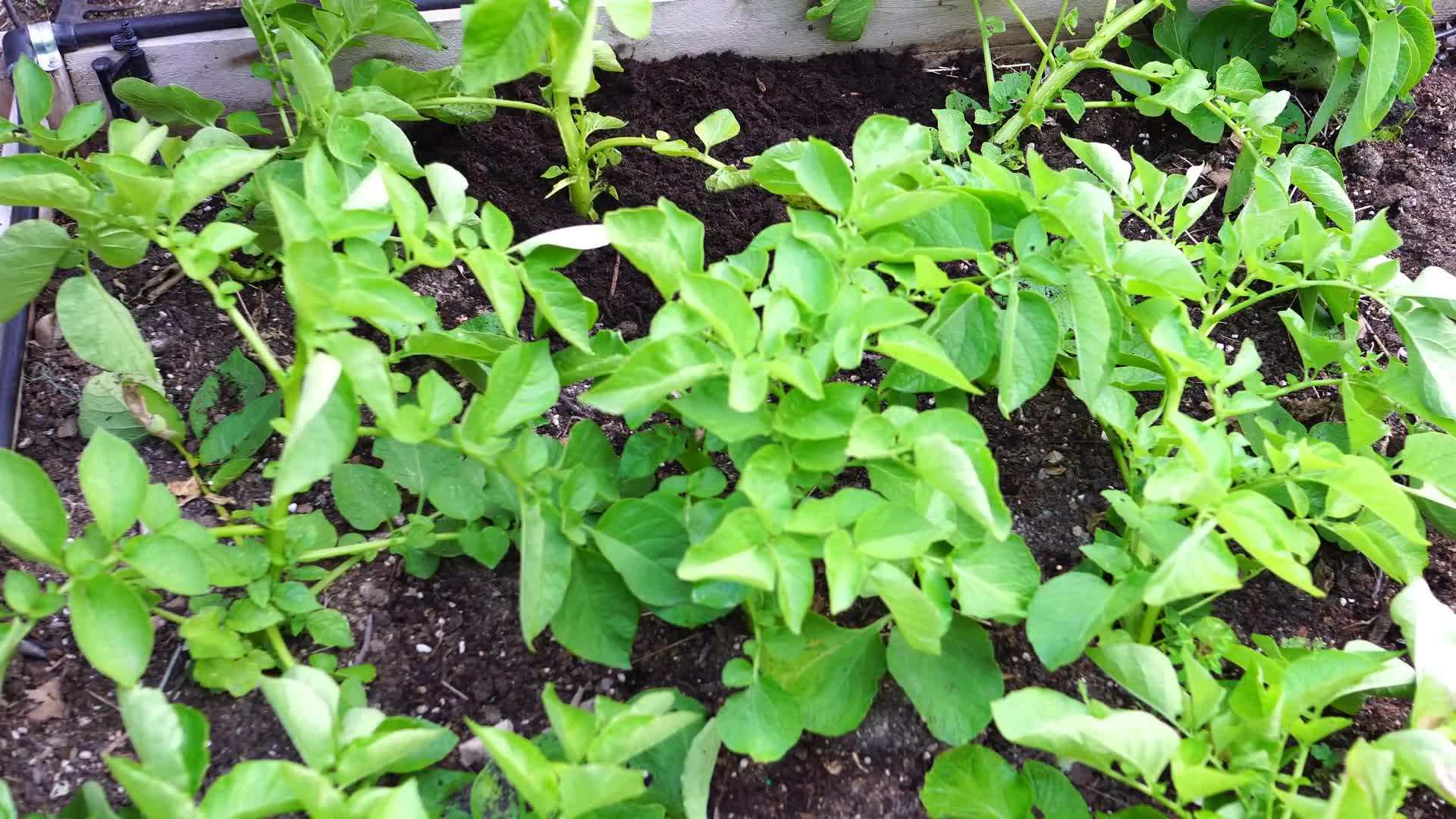 Clearing the area for raised beds