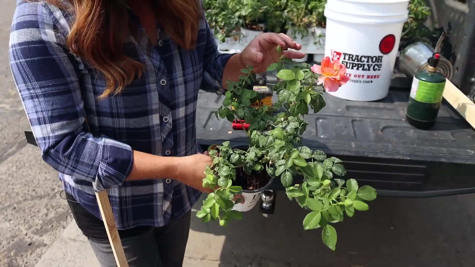 Finding the Perfect Spot for Your Rose Garden