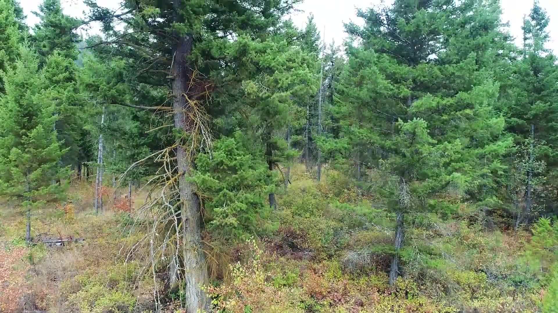 Tiny house being built