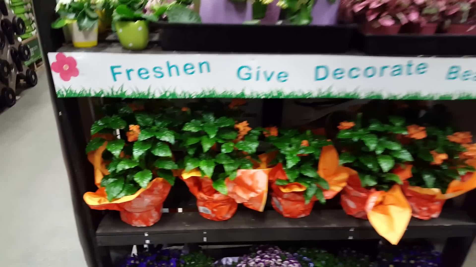 Firecracker plant showcasing its vibrant red-orange flowers