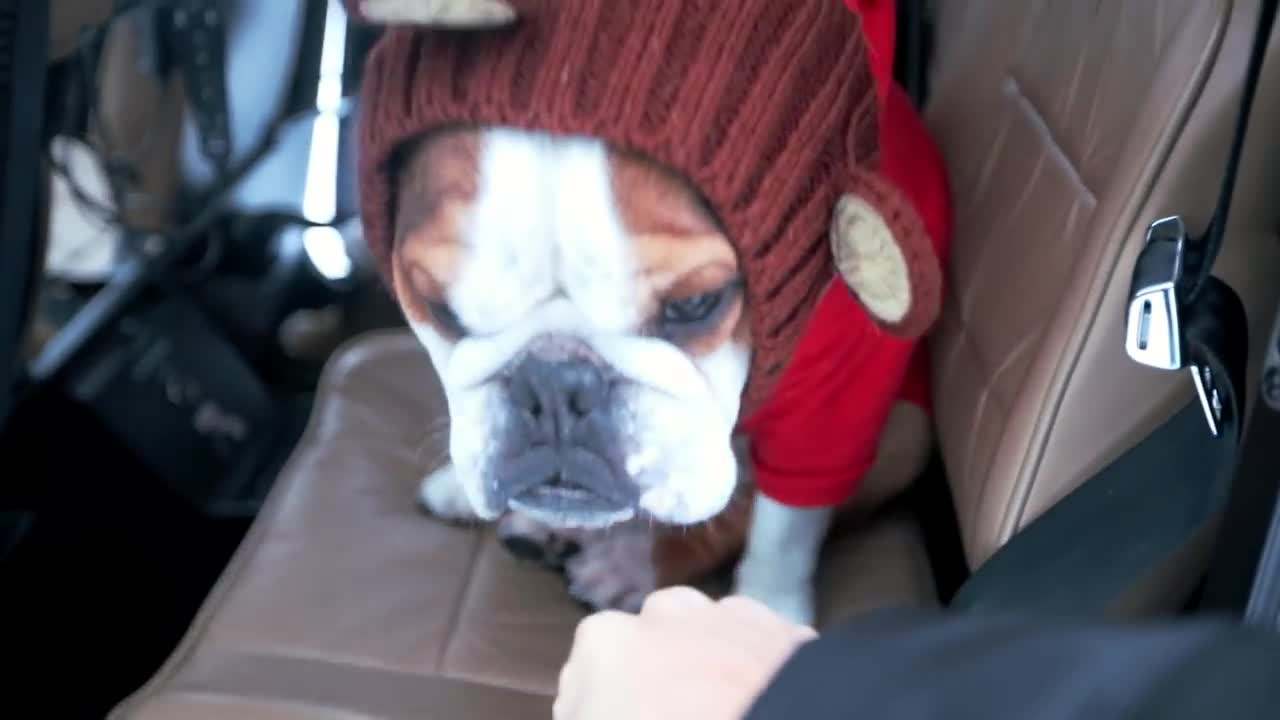 Bentley soaring through the skies above Vancouver