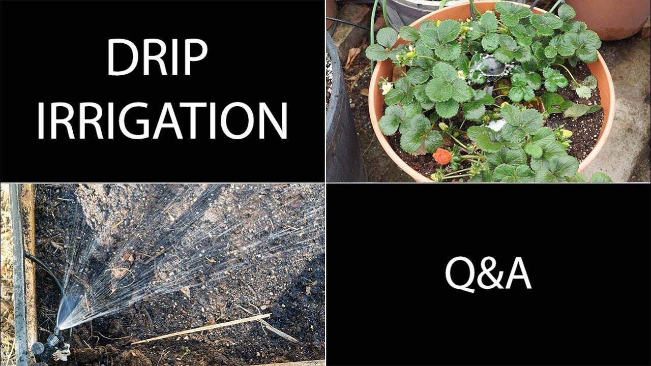 Drip Irrigation Questions Answered - Q&A For Drip Irrigation Systems