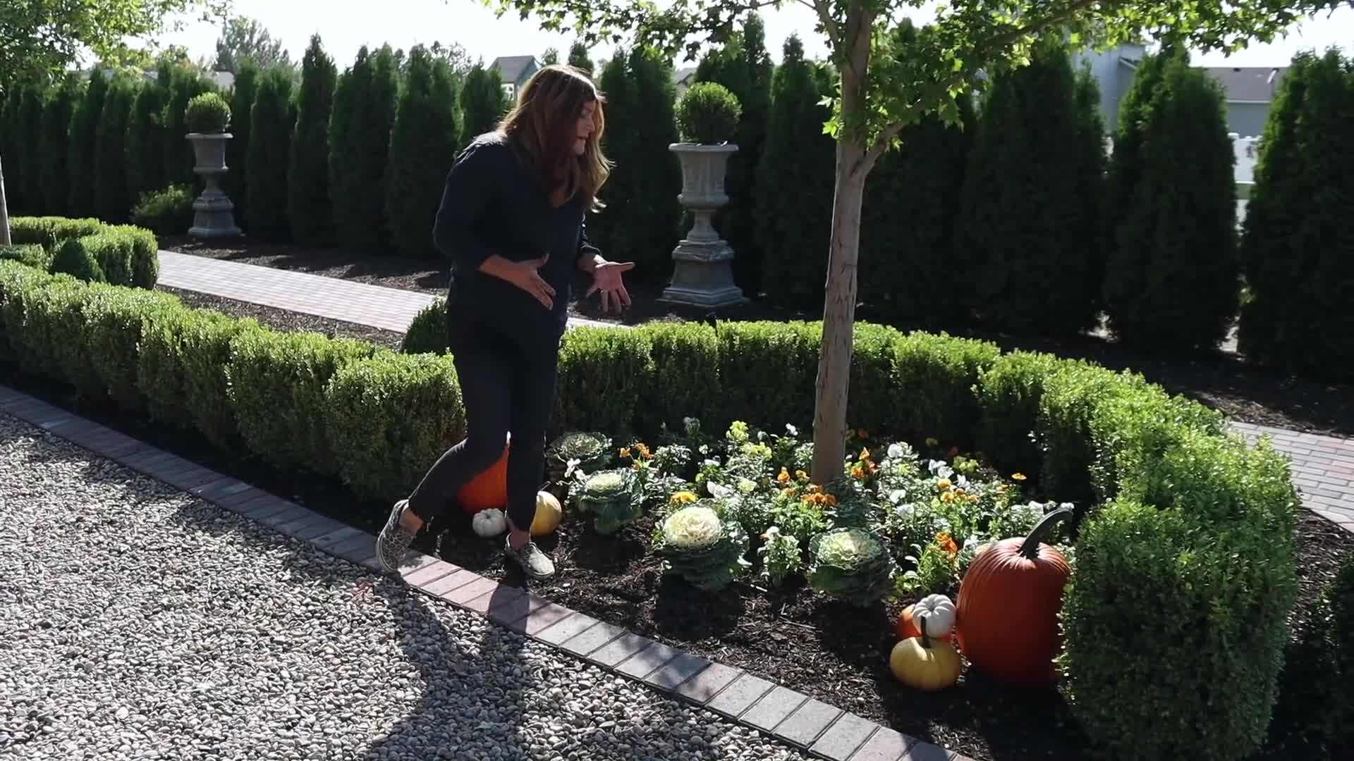Striking Pigeon White Kale standing out in the garden