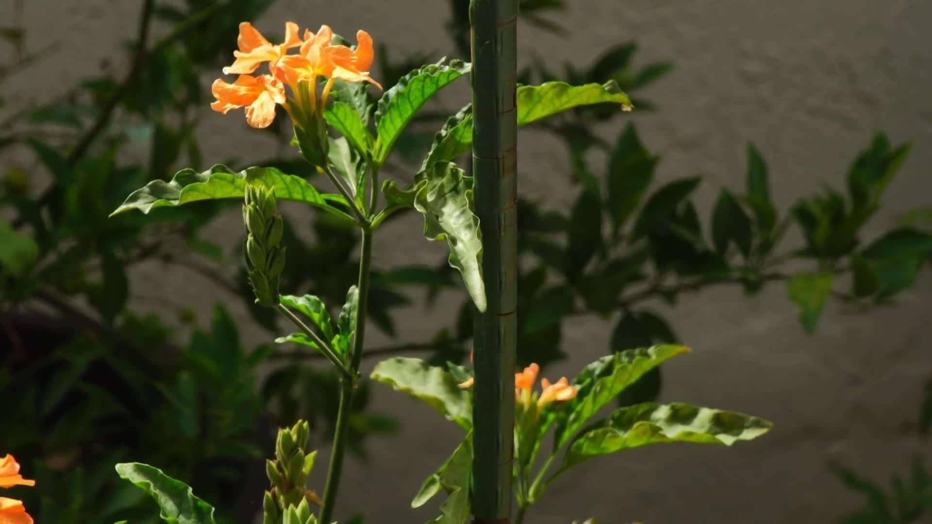 Sundance Crossandra in full bloom