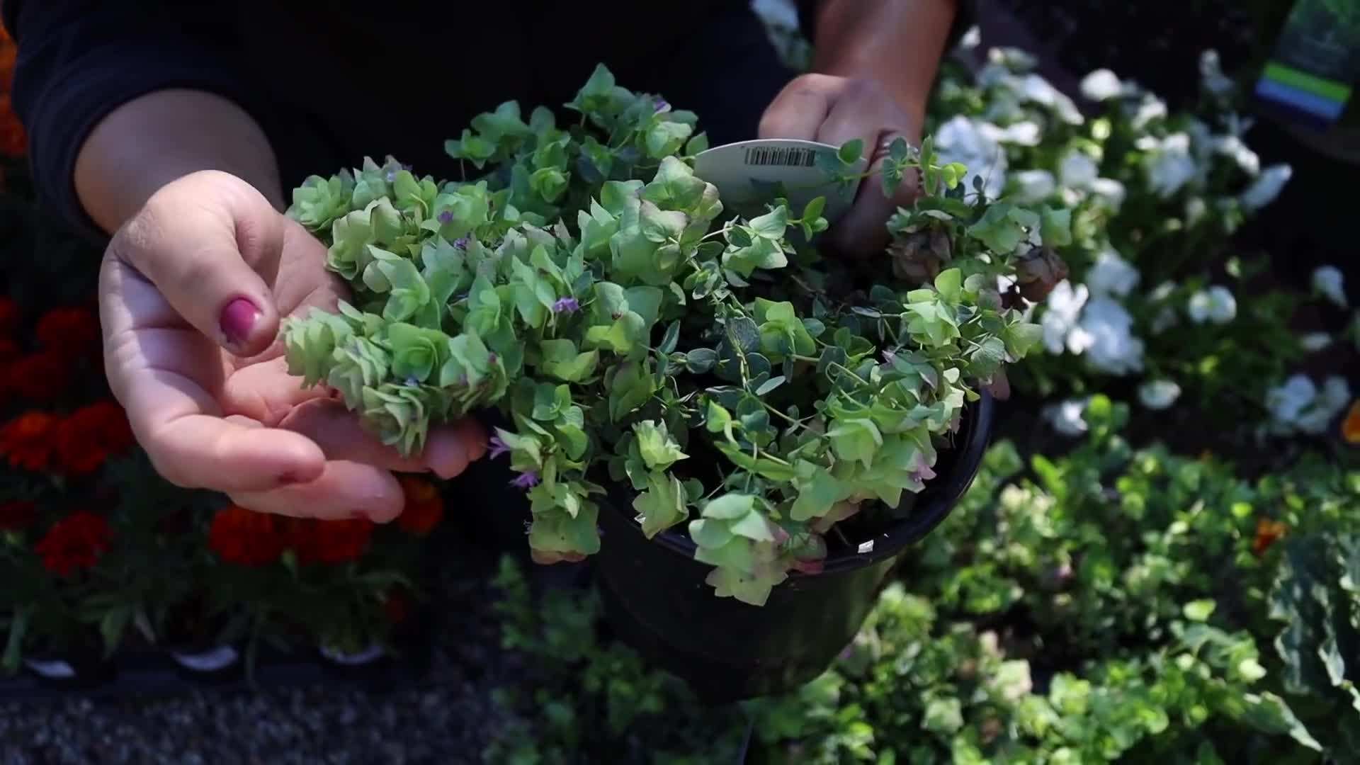 Vibrant Fall Colors - Baby Blue Eyes Spruce and Fernspray False Cypress