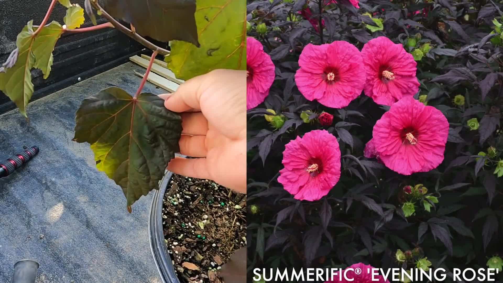 Testing soil pH level