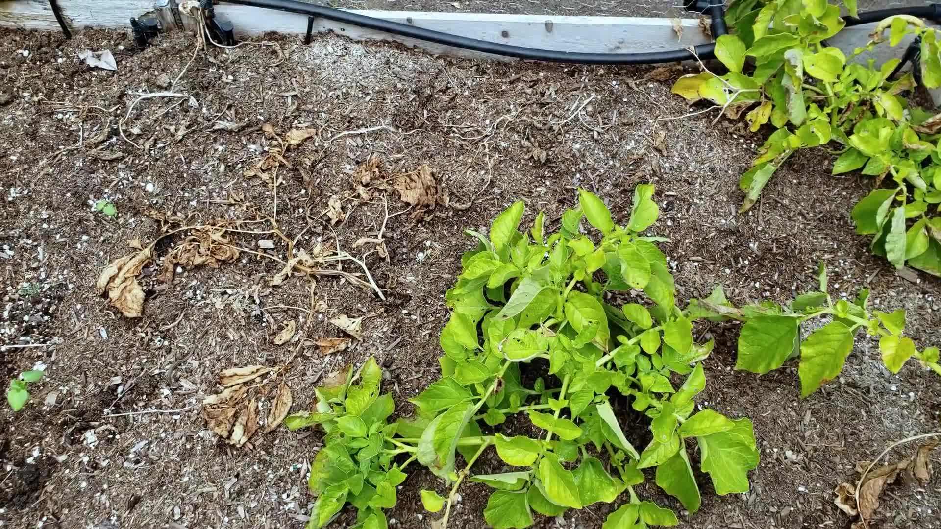 Planting seed potatoes in raised beds