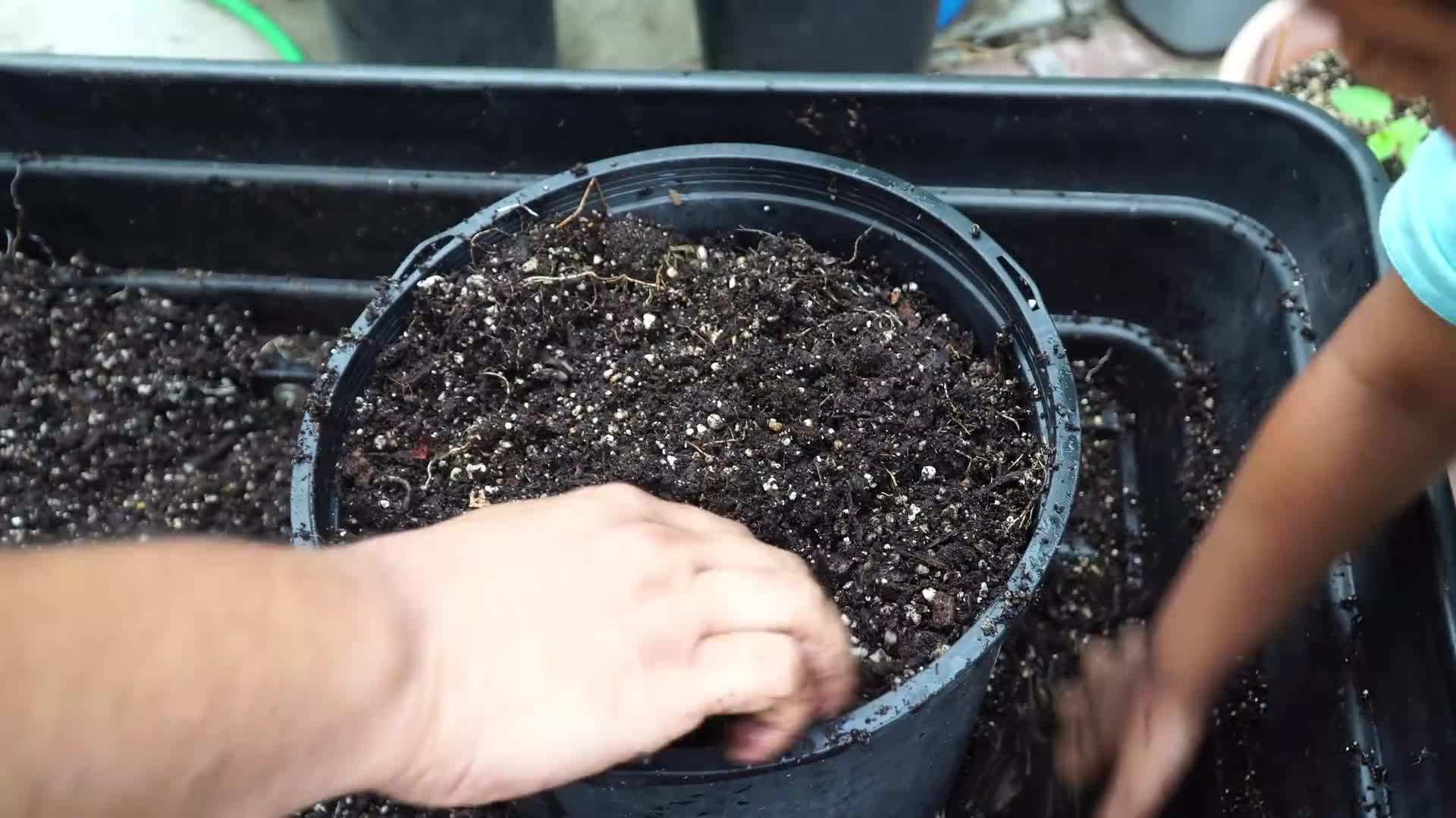 Turmeric powder in a spice jar