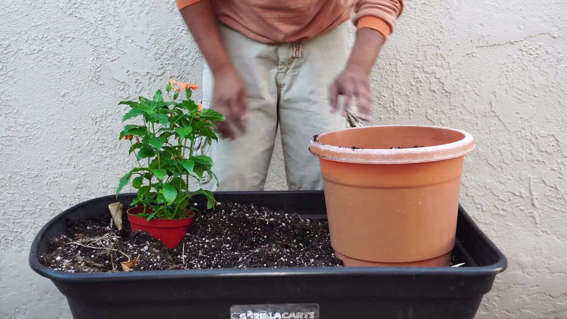 Balanced fertilizer for healthy growth and abundant blooms