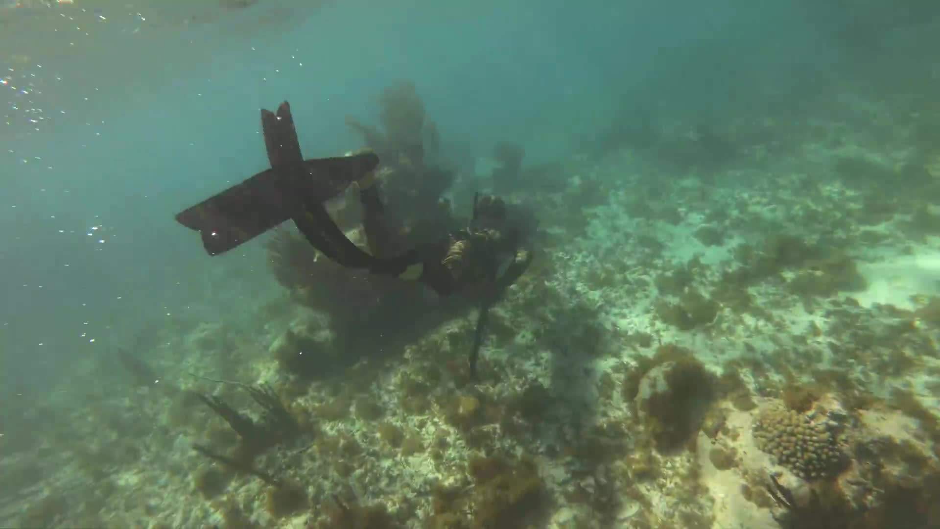 Diving into the world of spearfishing