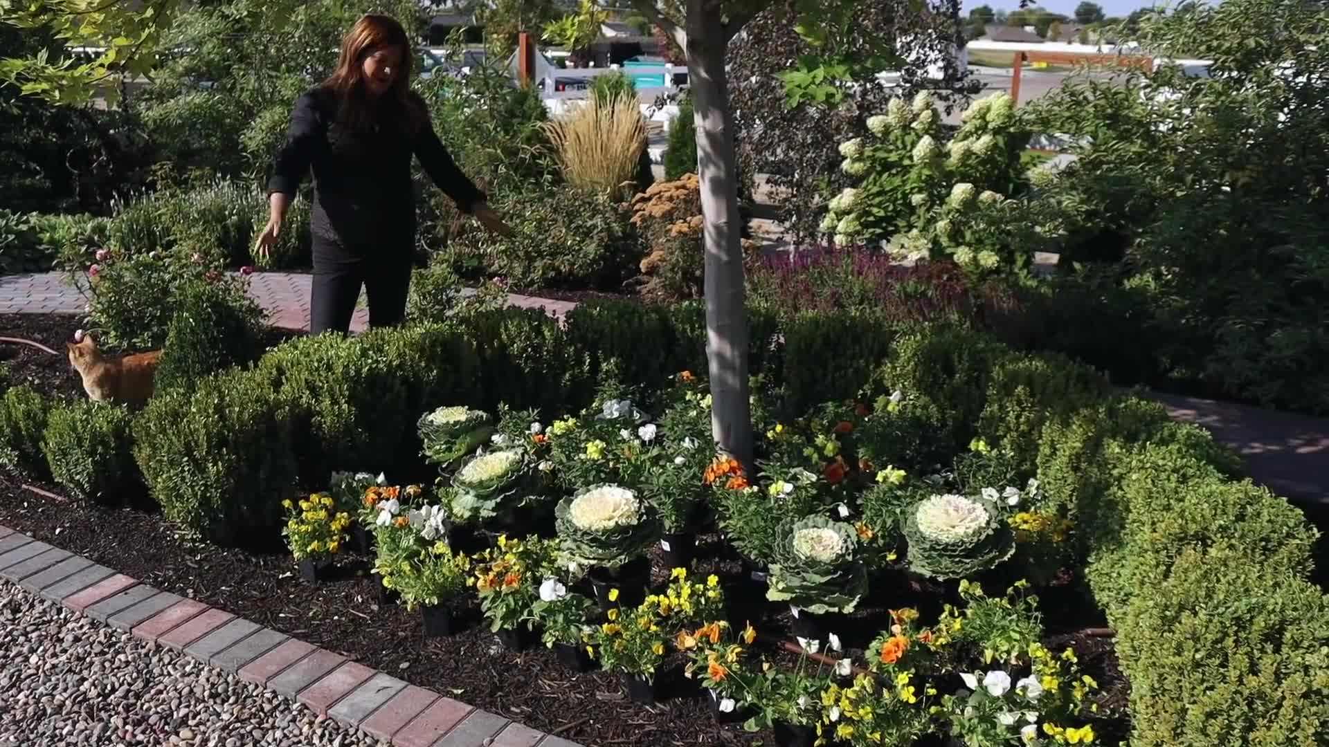 Orange pansies adding warmth to the garden