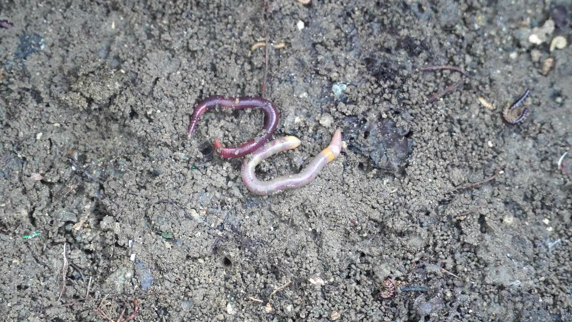 Ladybug preying on aphids
