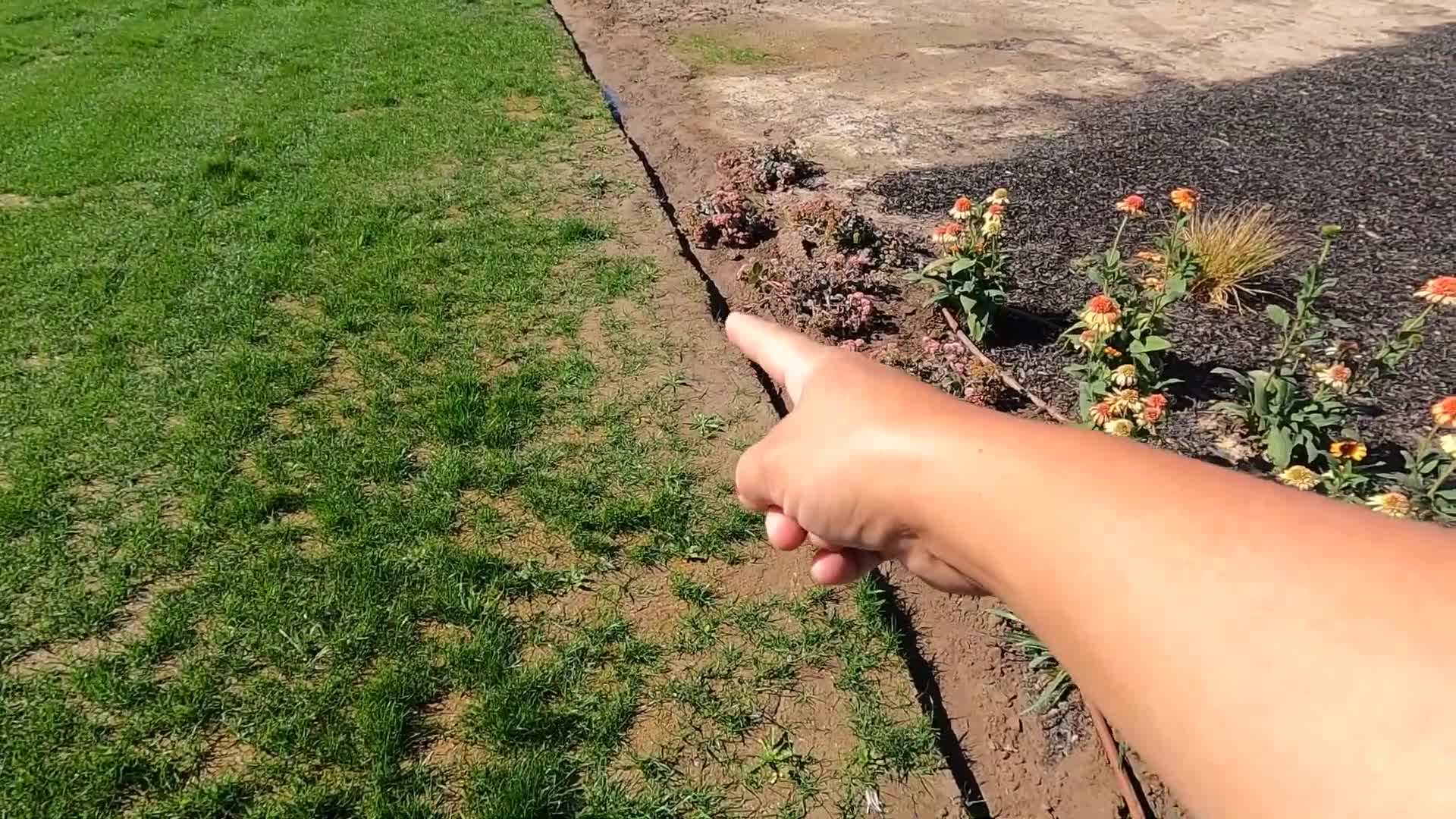 Image of using a Fiskars flat shovel to remove excess grass