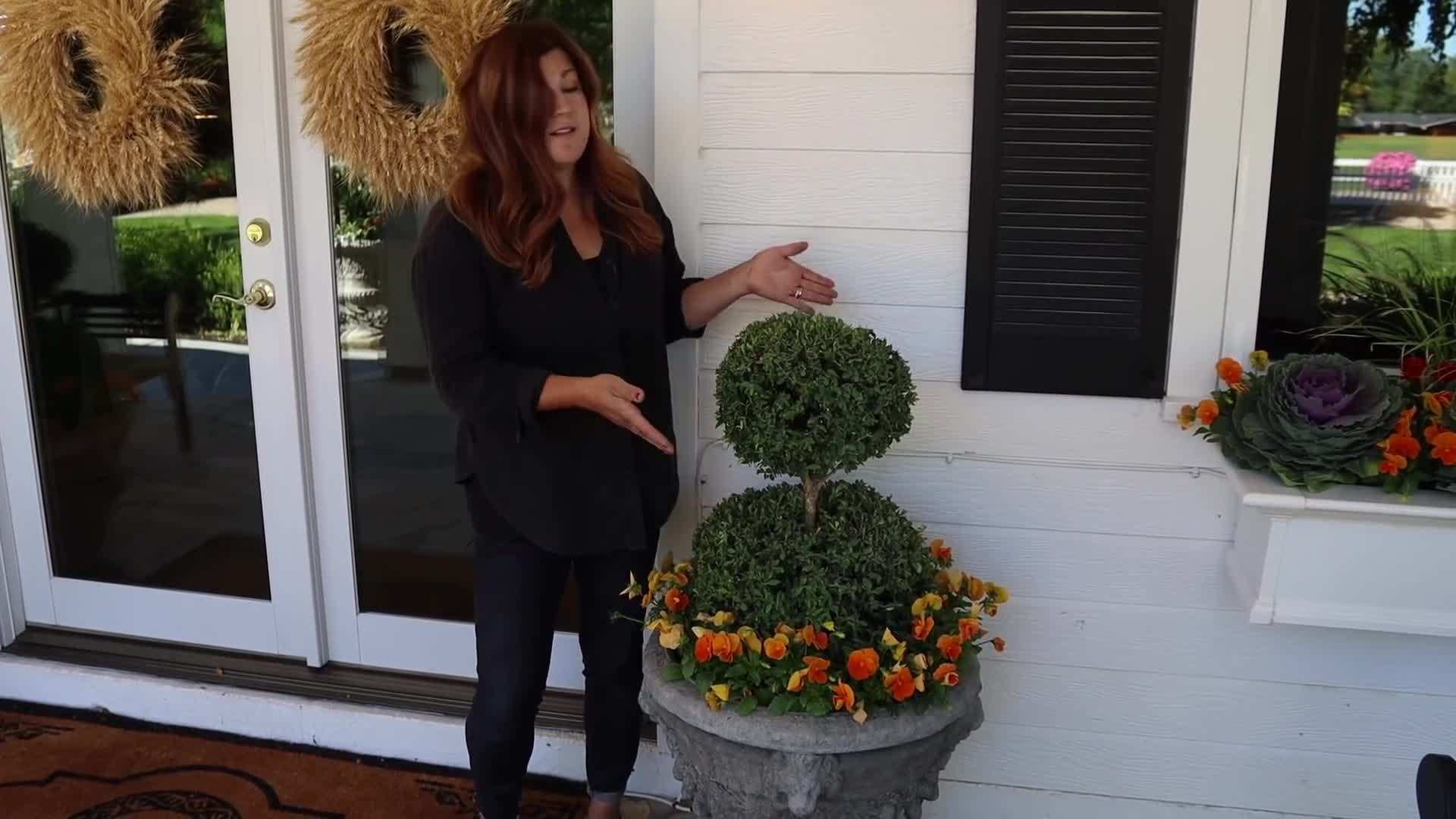 Compact Varieties - Gold Strike Dwarf Goldenrod