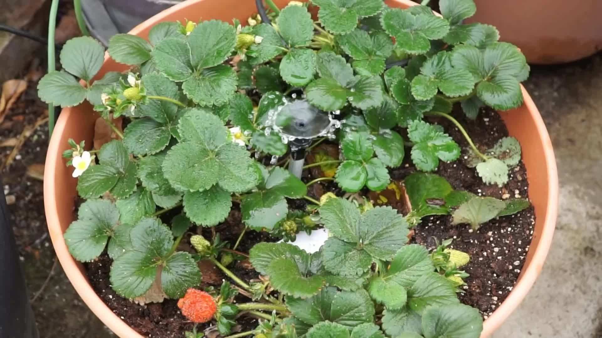 Drip Irrigation System Setup