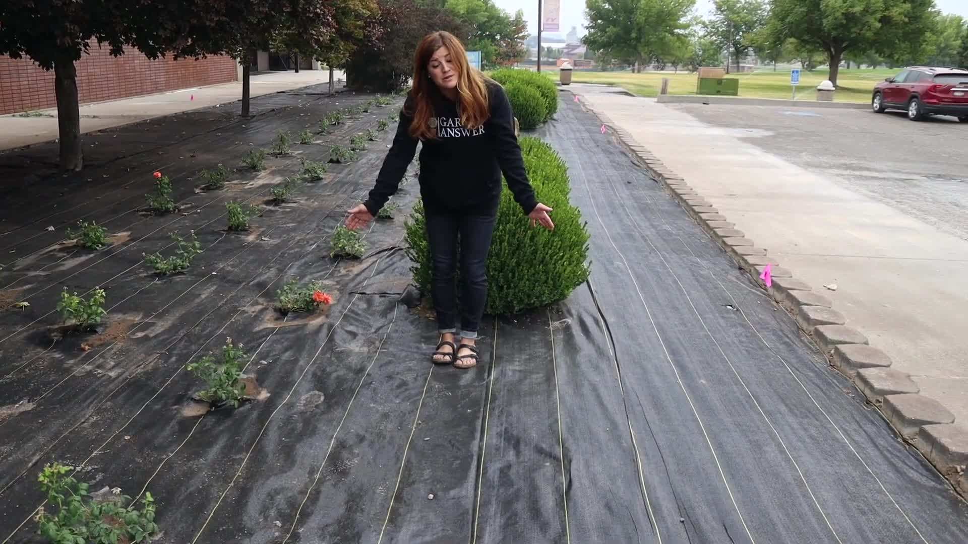 Step-by-step Guide to Planting Roses