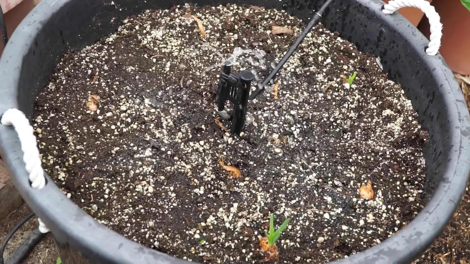 Drip Irrigation System Watering Schedule