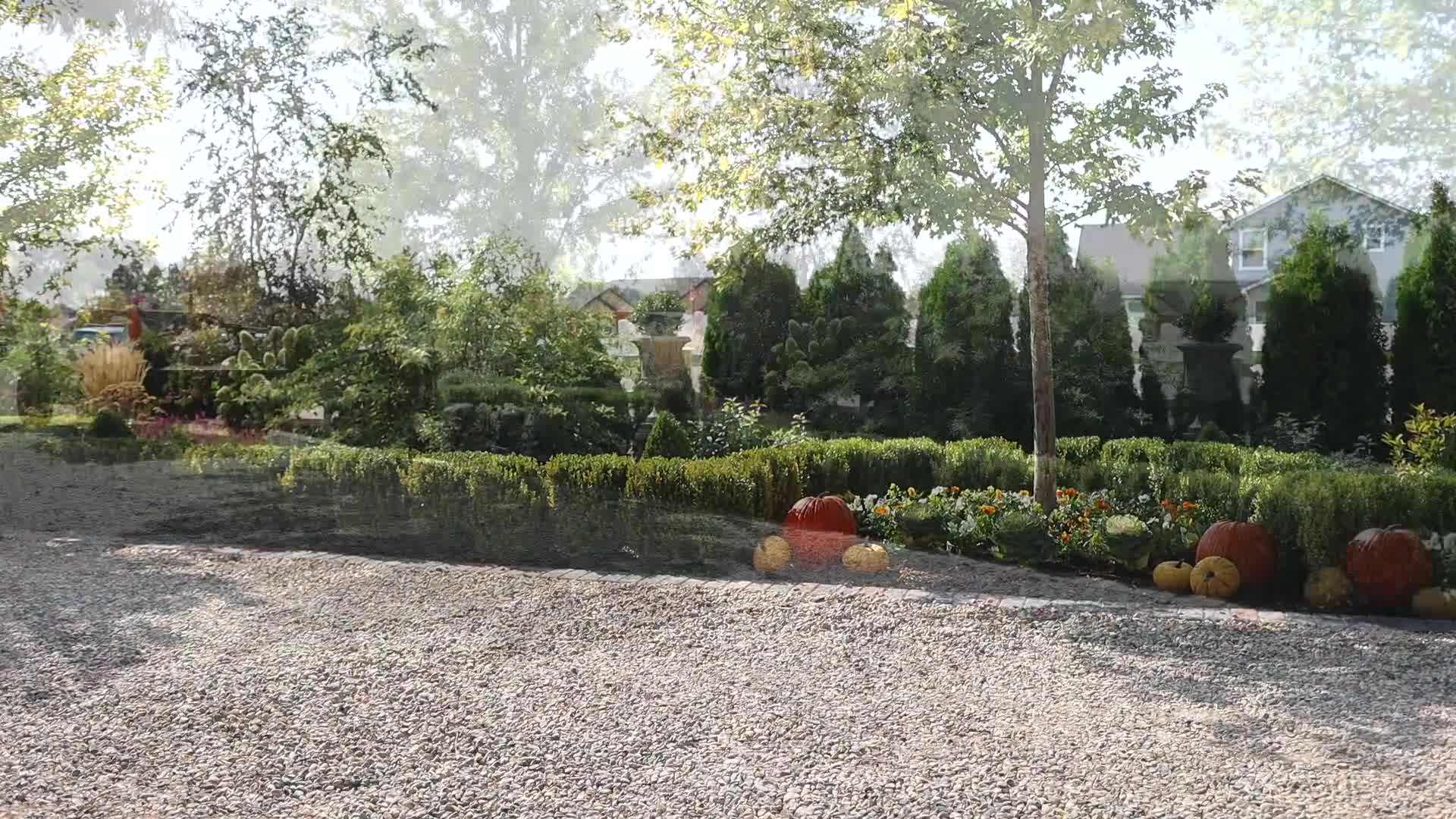 Cheerful yellow violas adding a pop of color