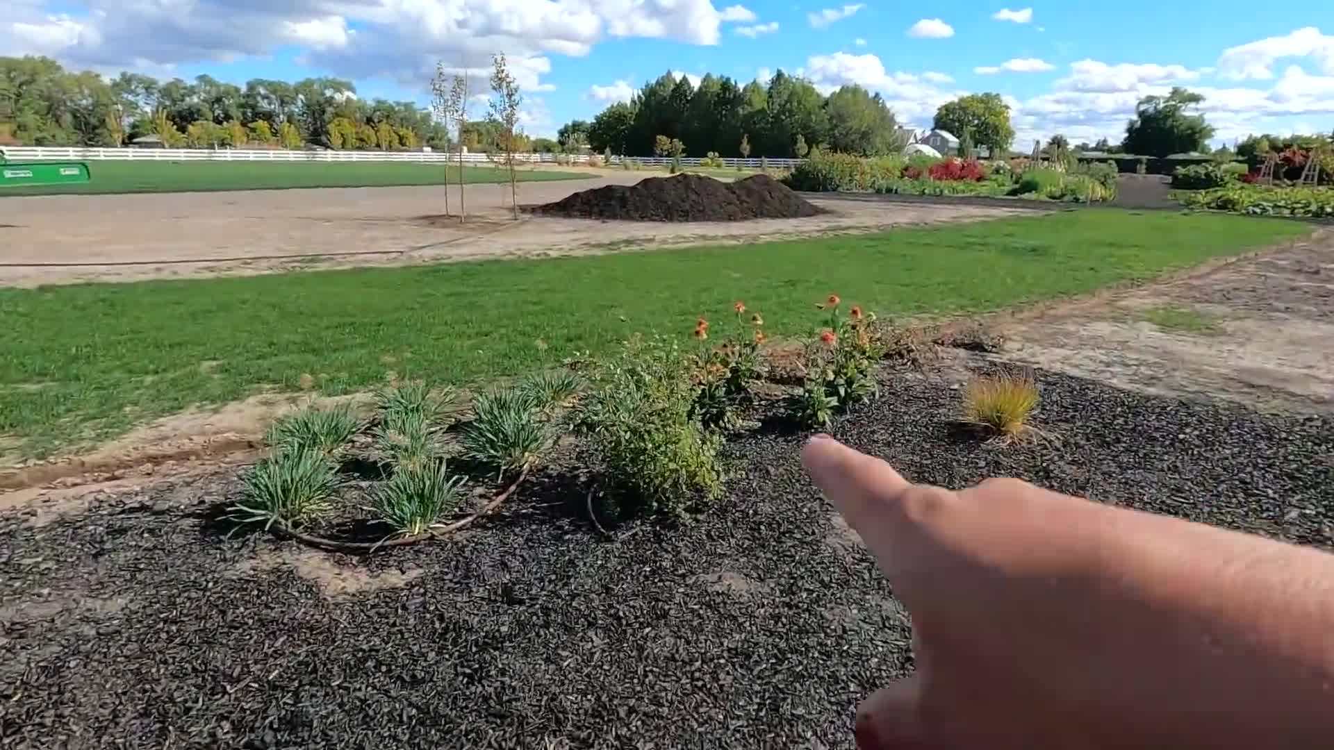 Planting hibiscus in garden