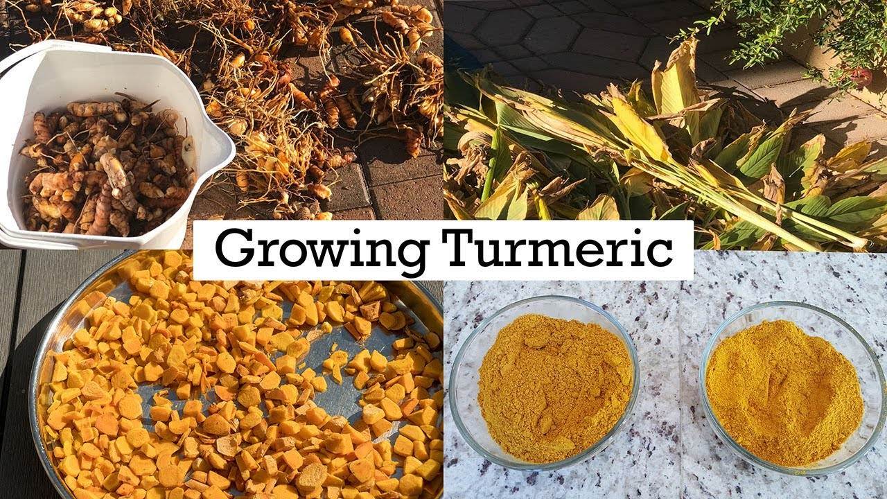 A Complete Guide on Growing Turmeric in Your Garden