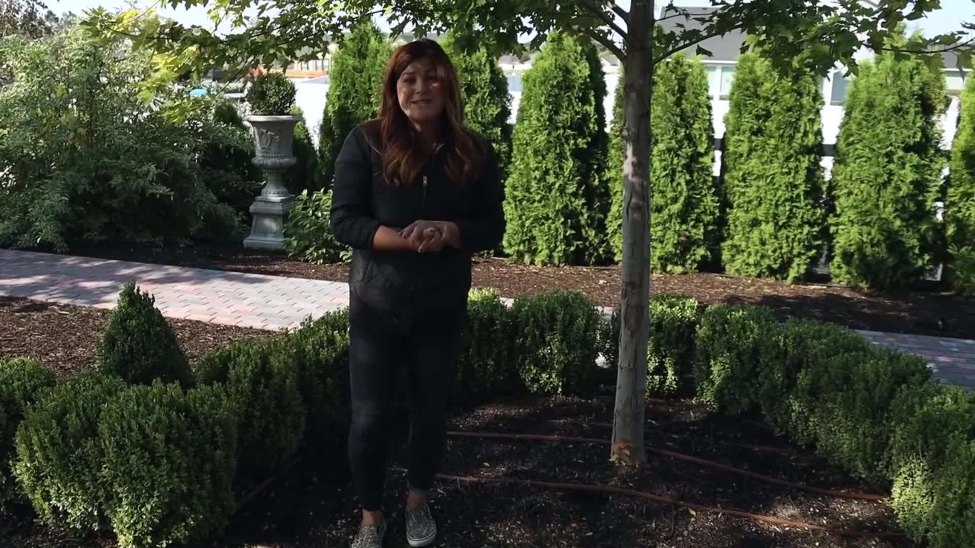 Delicate white pansies creating an elegant touch