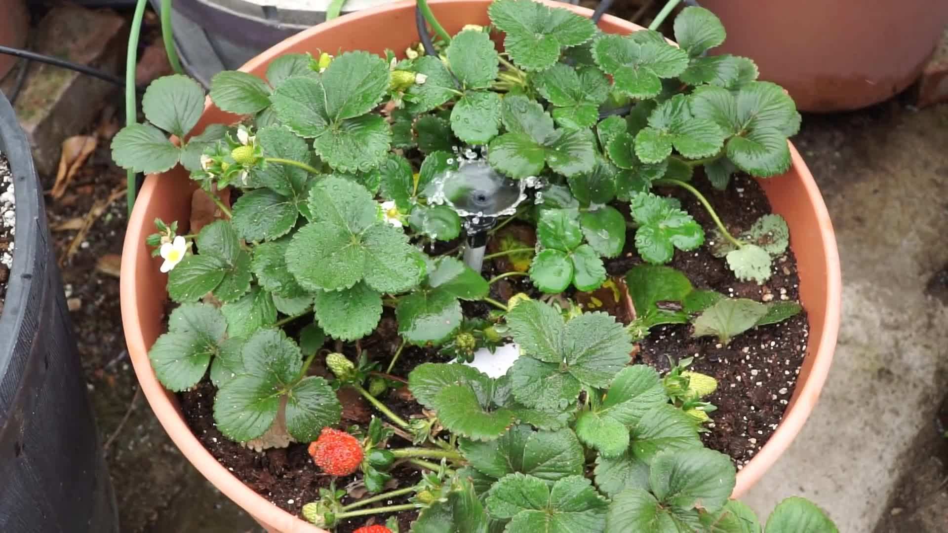 Planning Your Drip Irrigation System