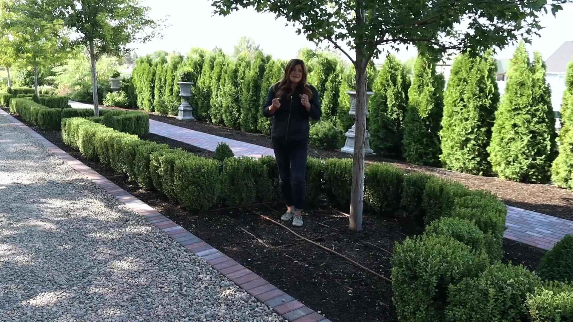 Vibrant yellow pansies in full bloom