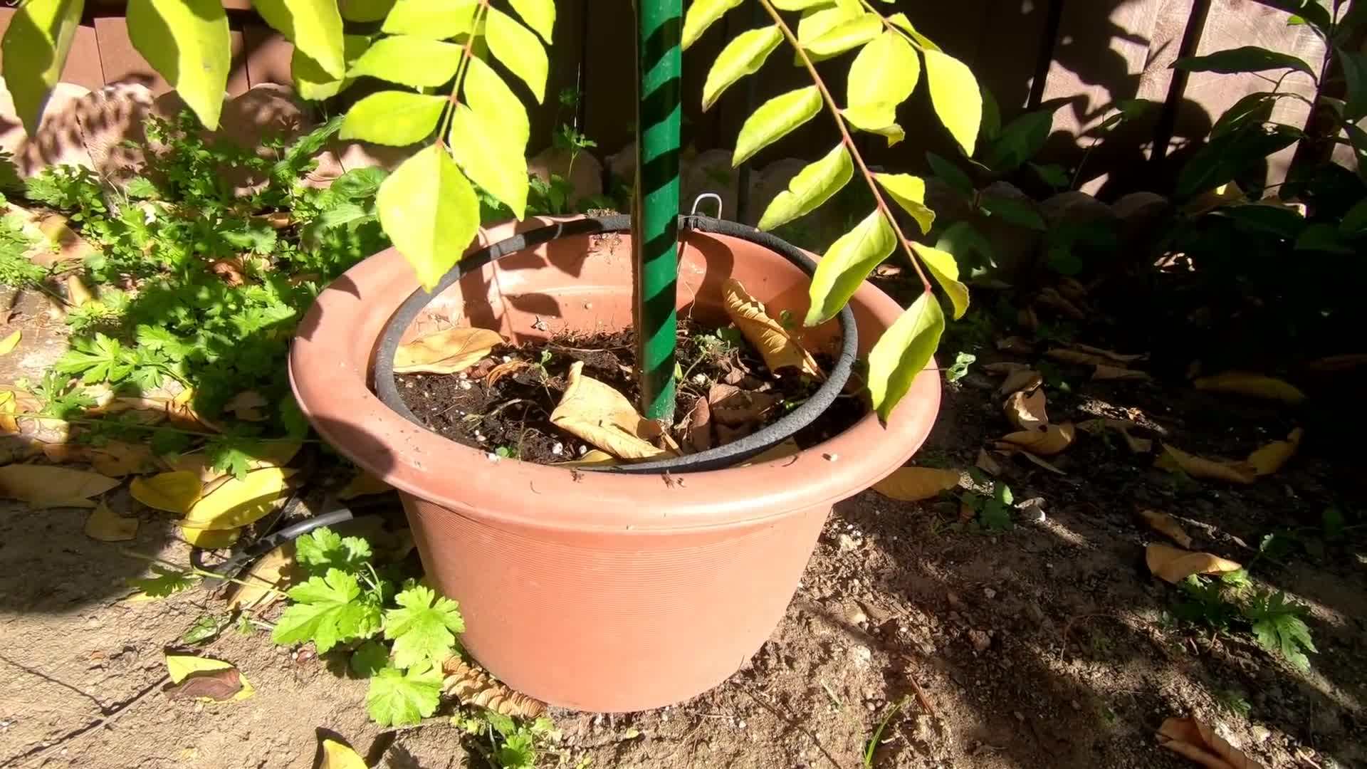 Testing and Adjusting the Drip Irrigation System