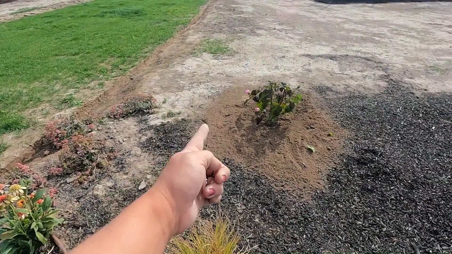 Pruning hibiscus plant