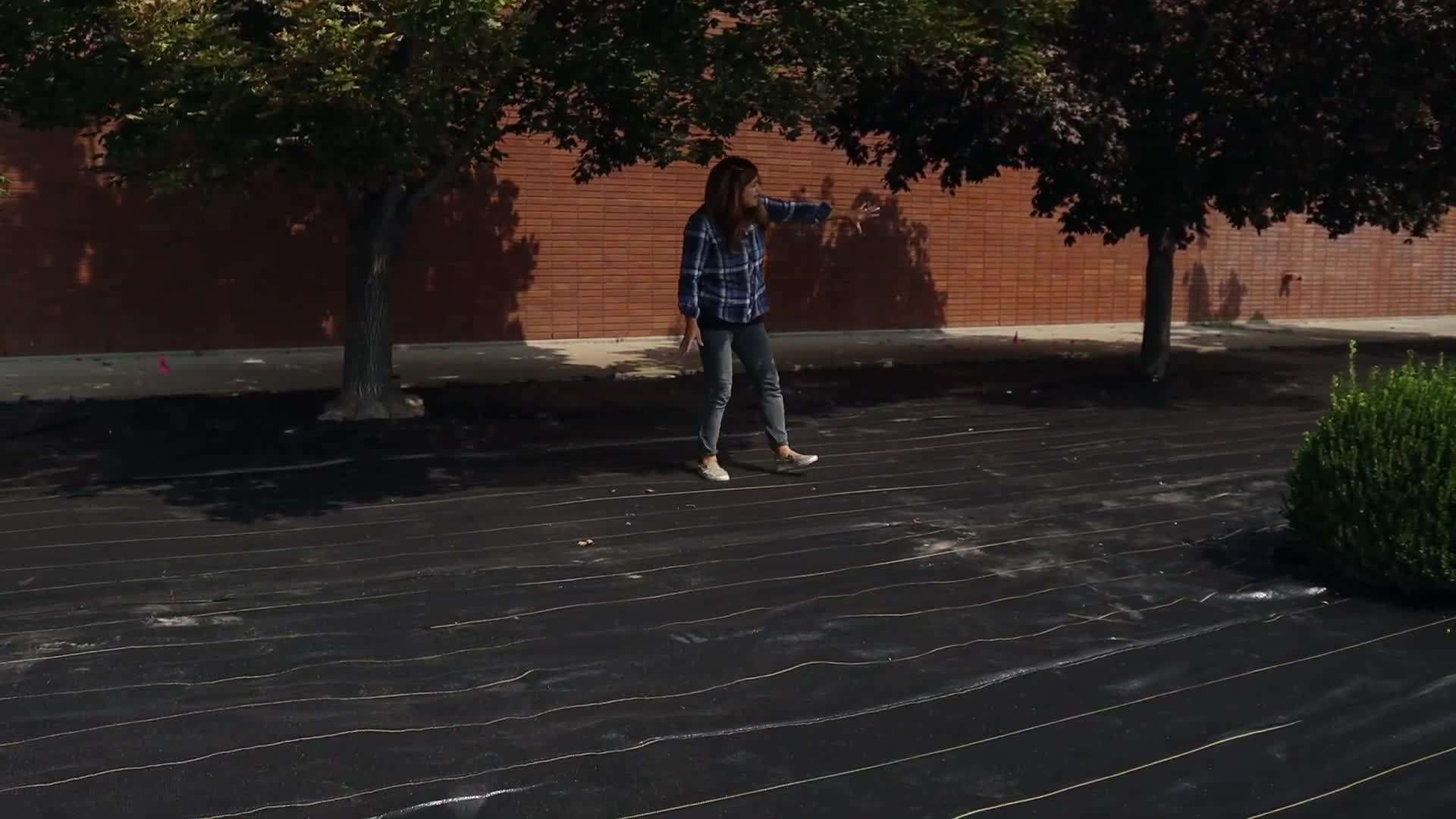 Choosing Disease-Resistant Roses