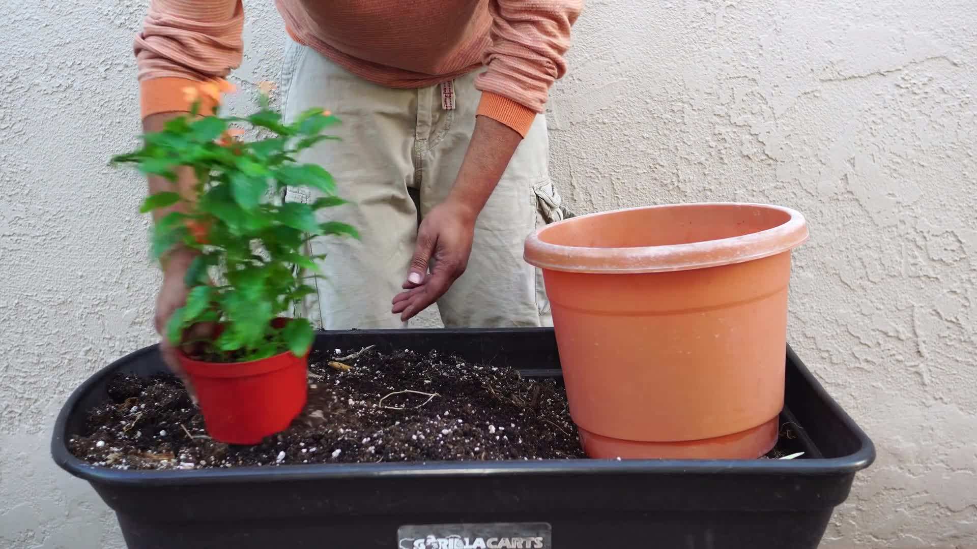 Choosing a suitable location with partial shade for your Crossandra plants