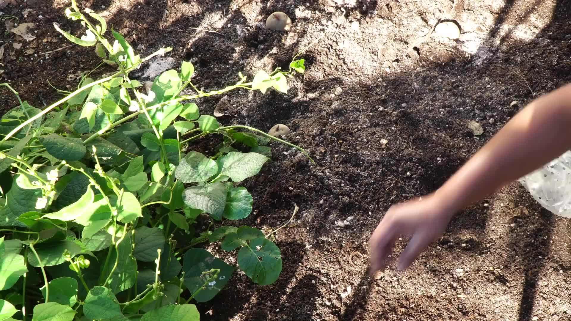 Different varieties of seed potatoes