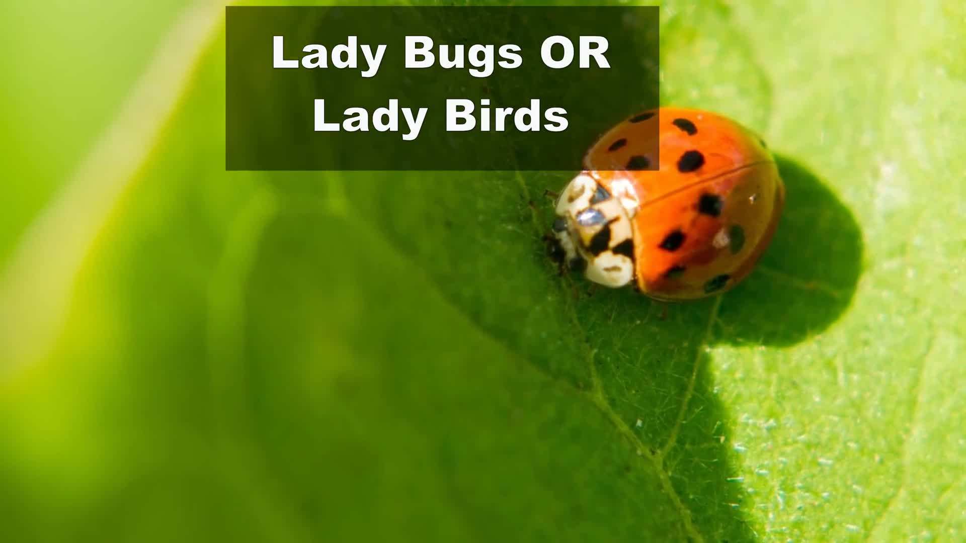 Honey bee pollinating flowers