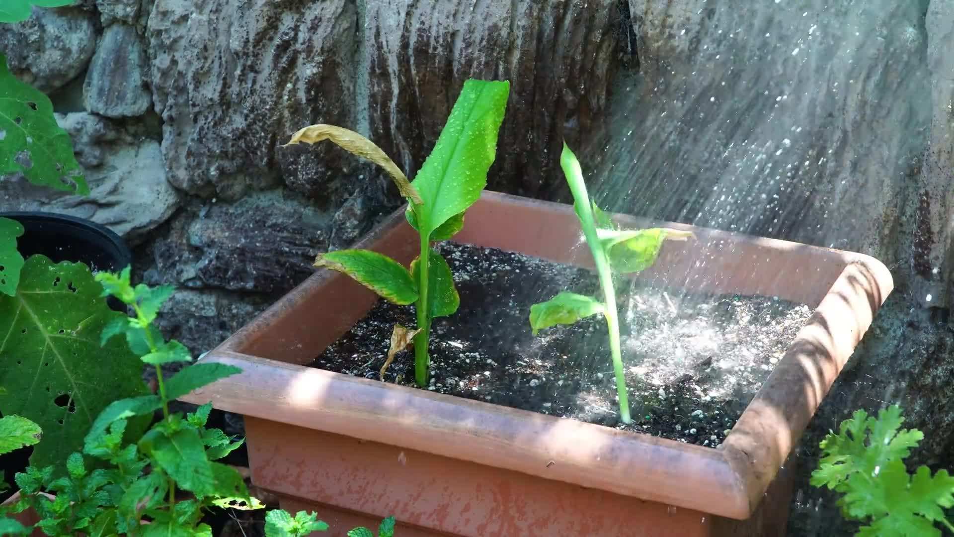 A close-up of fresh turmeric rhizomes