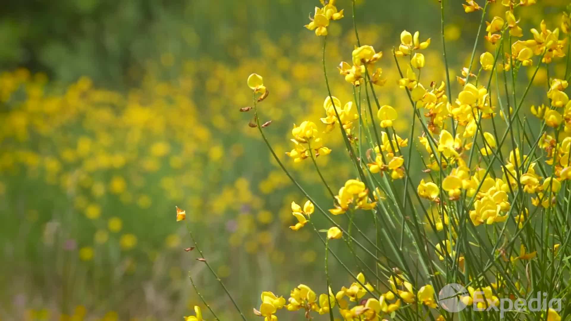 Breathtaking sunset in Val d'Orcia with its iconic cypress trees