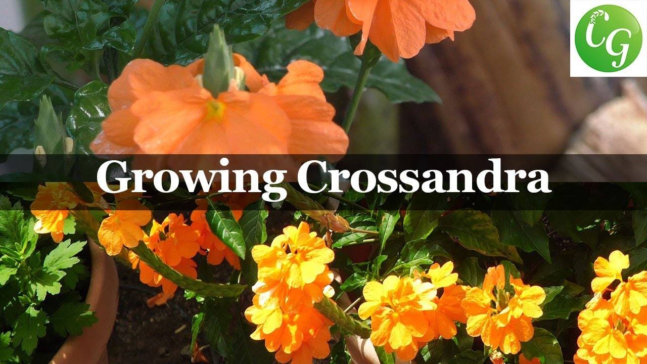 How to Grow Crossandra Plants: A Complete Guide