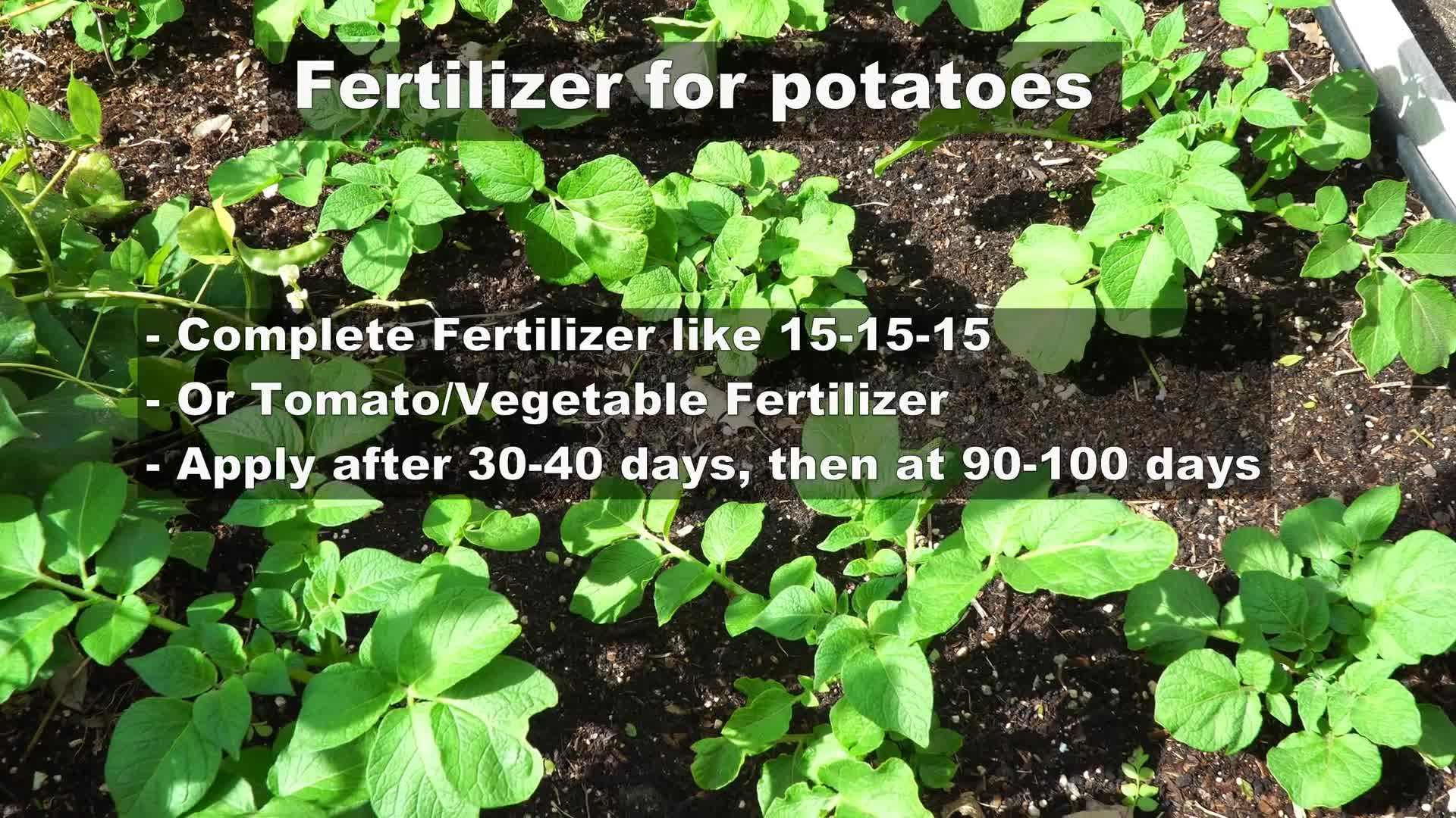 Certified disease-free seed potatoes