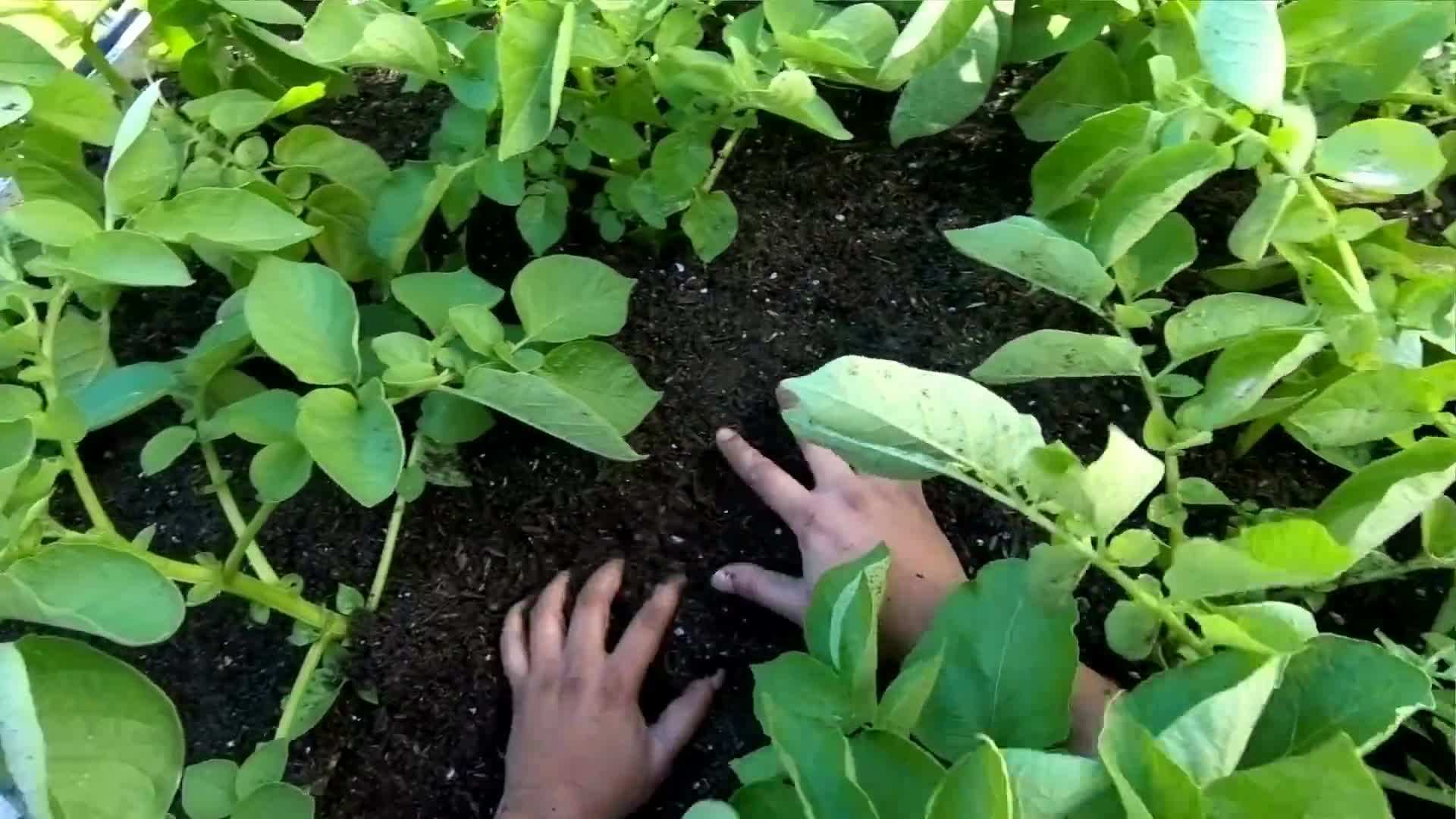 Adding compost to the soil