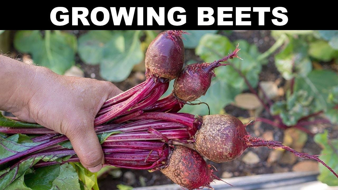 How to Grow Beets: A Complete Guide to Growing Beet Root & Beet Greens