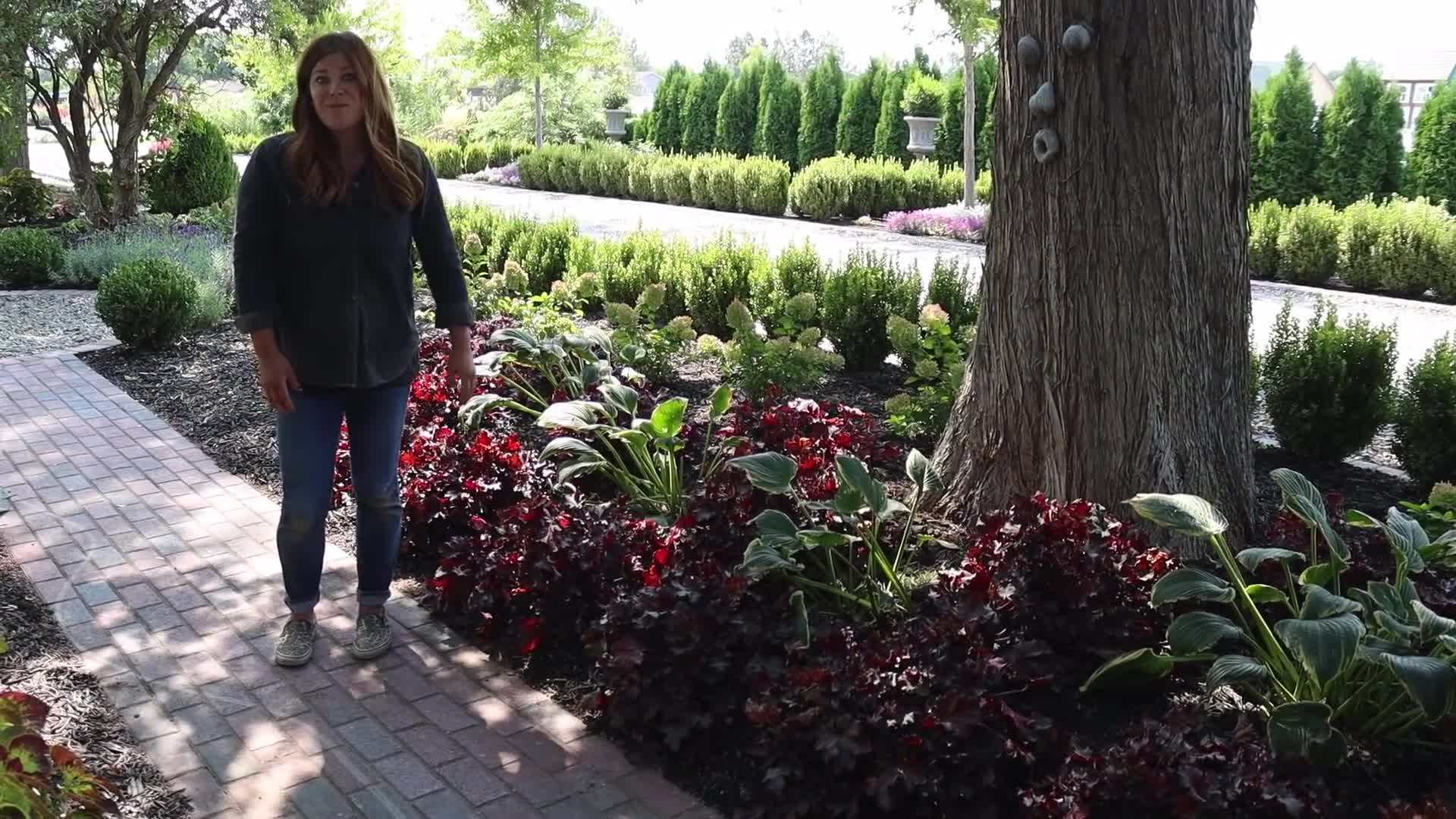 Cherry Truffles Heuchera - Dramatic Accent Plant