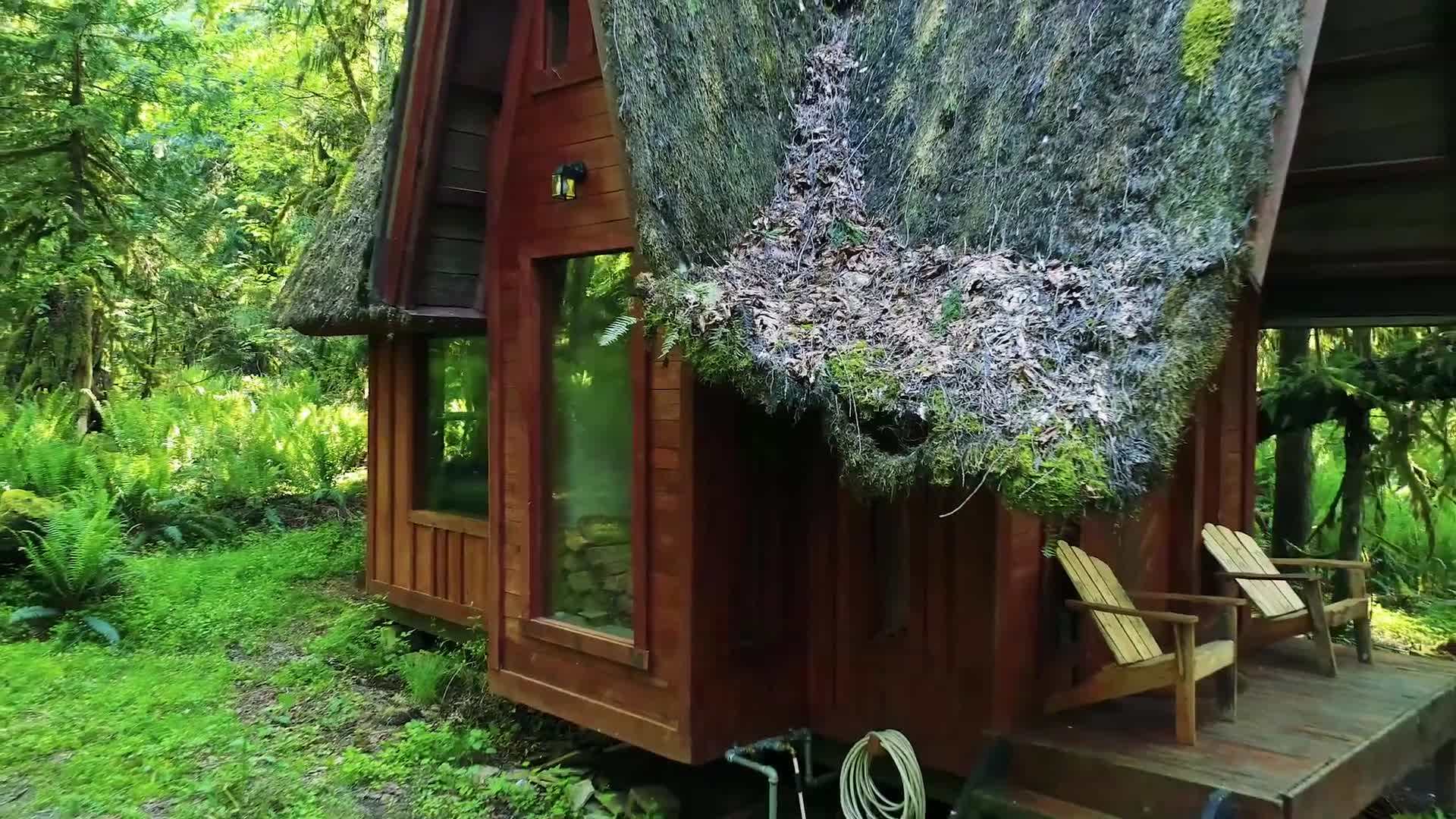 Hiking trail in the Olympic rainforest