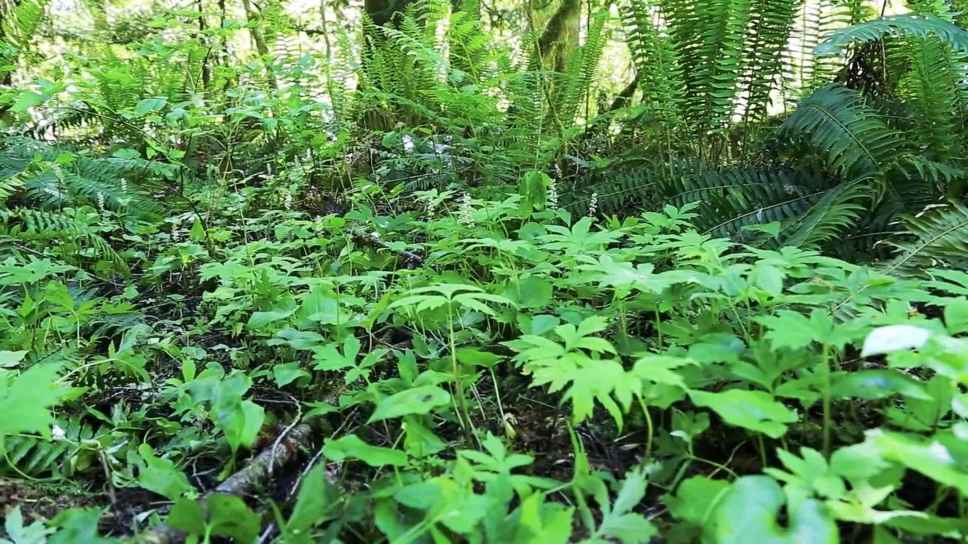 Salvaged windows being installed
